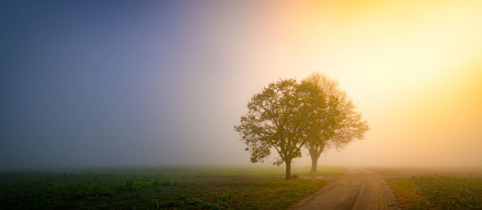 2 Bäume im Nebel